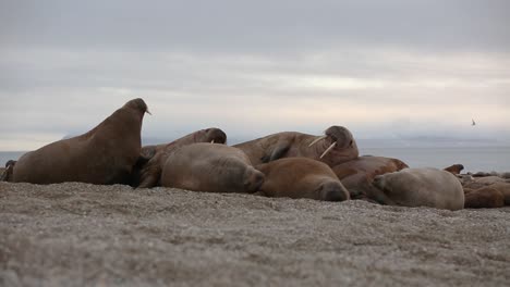 Two-Walruses-are-joining-a-group-and-laying-down-while-finding-the-best-position-to-sleep