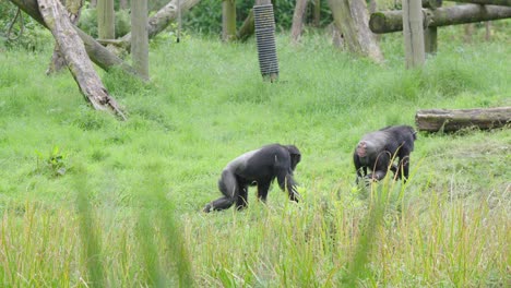 Chimpanzees-walking-across-grass-in-secure-area