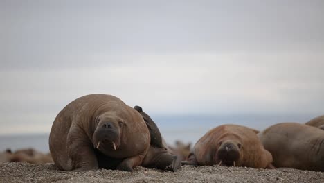 A-Walrus-Scratching-its-back-and-then-looking-arounc