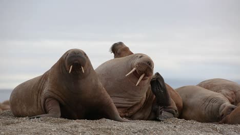 Walruses-moving-around-while-laying-on-a-beach,-and-one-of-them-is-scratching-his-head