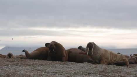 Two-Walruses-on-the-beach-looking-around-while-others-are-asleep-and-birds-flying-in-the-background
