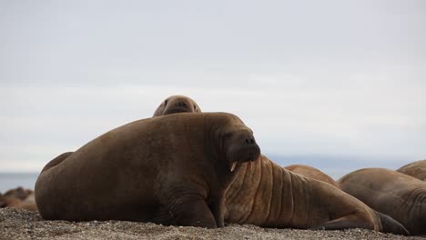 Two-Walruses-are-laying-down-on-the-beach-one-in-front-of-the-other