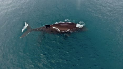 Overhead-Hover-View-of-Humpback-Whale-with-Calf-Breaching-the-Blue-Water-Surface