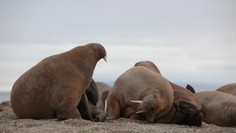 A-walrus-is-laying-with-other-individuals-on-the-beach-and-he's-scratching-his-head