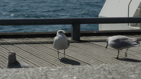 Menacing-seagull-approaches-and-sings-in-toronto