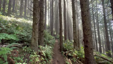 Following-a-trail-through-a-conifer-forest-on-the-Oregon-coast