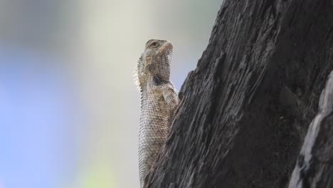Lizard-waiting-for-food---water-