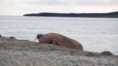 An-Old-Walrus-is-coming-out-of-the-water-and-wobbling-towards-the-colony-with-great-efforts