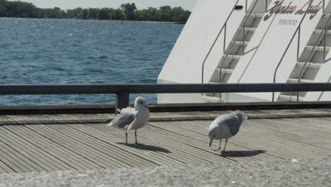 Menacing-seagulls-approaches-and-sings-in-toronto