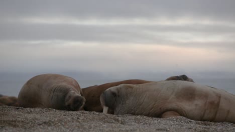 Close-up-of-walruses-sleeping-on-the-beach-with-a-sunset-in-the-background