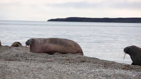 Old-Walrus-is-wobbling-is-way-out-of-the-water-to-the-beach