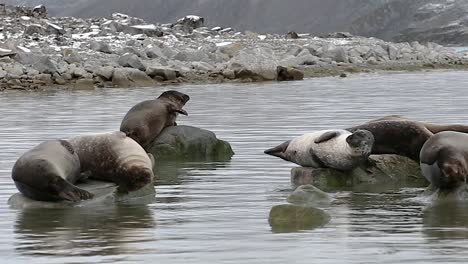 A-group-of-Harbor-Seals-chilling-on-some-rocks-by-the-beach-in-the-Arctic-Sea