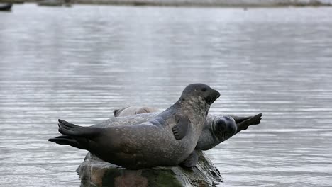 Funny-Harbor-Seal-snapping-at-another-seal-trying-to-climb-on-the-same-rock