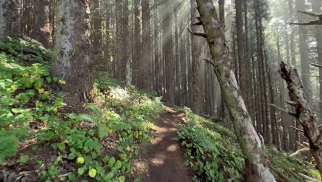 Walking-view-of-a-trail-in-the-Oregon-coast-conifer-forest
