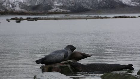 A-Harbor-Seals-trying-to-climb-a-rock-occupied-by-other-two-seals