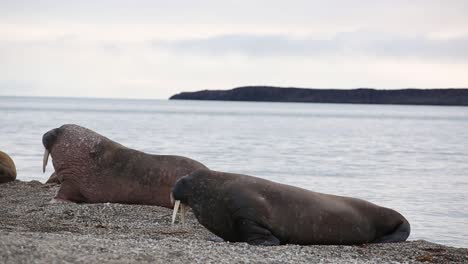 Walruses-wobbling-on-the-beach