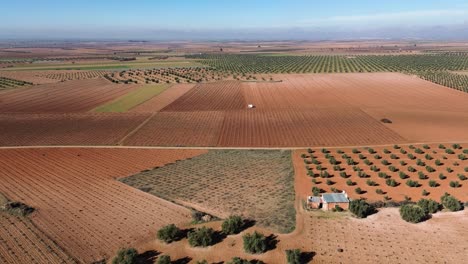Drone-view-of-crop-field-with-olive-trees-and-withered-vineyard-on-a-sunny-day-with-red-ground
