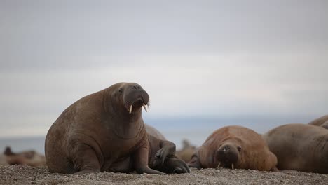 A-walrus-is-looking-around-and-back-and-then-lays-down-on-the-beach