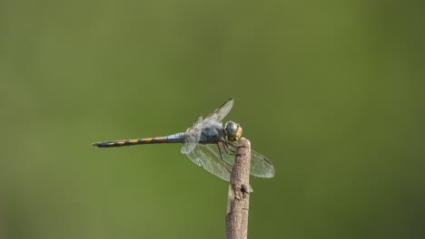 Dragonfly---water---eyes