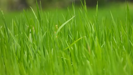 Reisgras---Grünes-Gras---Nahrung