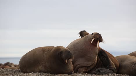 A-walrus-is-scratching-his-head-while-laying-with-others