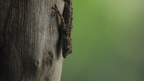 Lizard-in-tree---eyes-