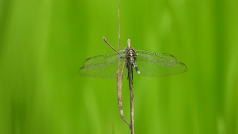 Dragonfly-green---grass---rice---grass-