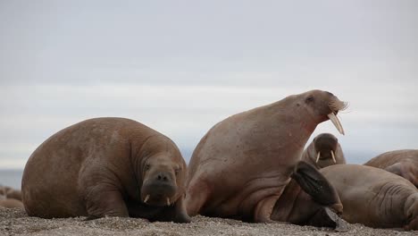 Close-up-of-two-individiduals-of-Walruses,-one-is-scretching-his-neck