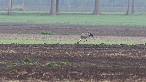 A-Common-Crane-in-a-field-early-in-the-morning