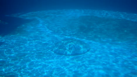 Blue-water-and-the-dolphin-swimming-in-the-water-In-the-Gulfarium-Marine-Adventure-Park-in-Okaloosa-Island-Florida-near-Fort-walton-beach,-Destin-Florida-USA