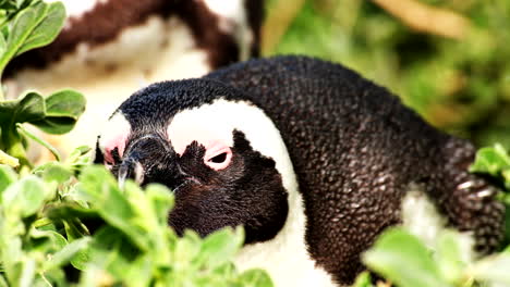 Frontal-closeup-of-Cape-penguin-laying-down-for-nap-in-coastal-vegetation