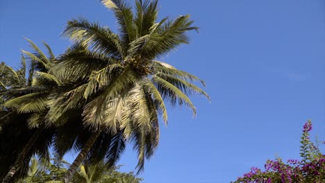 Birds-eye-view-shot-of-coconut-trees
