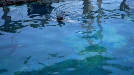 Pinguin-Schwimmt-Im-Wasser-Des-Aquariums