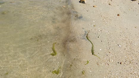 Ola-En-La-Playa-Con-Algunas-Algas