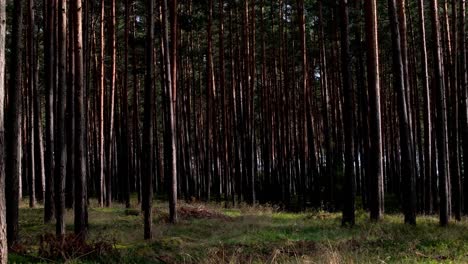 Von-üppigen-Grünen-Wäldern-Bis-Hin-Zu-Ruhigen-Waldgebieten-Fangen-Unsere-Aufnahmen-Die-Essenz-Der-Freien-Natur-In-Atemberaubenden-Details-Ein