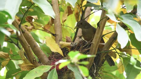 Rufous-bellied-Thrush-feeding-chicks-with-worms-in-a-tree-nest