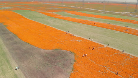 Unrecognizable-people-walking-through-orange-poppy-fields-in-California