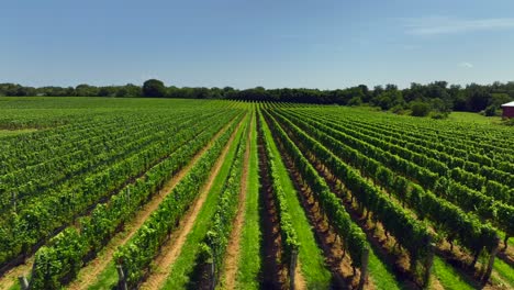 A-low-altitude-drone-view-of-a-large-vineyard-in-the-Hamptons,-New-York-on-a-sunny-day