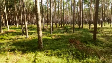 Our-collection-of-nature-wood-forest-green-stock-footage-is-the-perfect-way-to-bring-the-beauty-and-tranquility-of-nature-into-your-video-projects