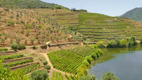 Wunderschöne-Quinta-Do-Tedo-Douro-Tal-Weinberge-Neben-Dem-Fluss-An-Einem-Schönen-Sonnigen-Tag