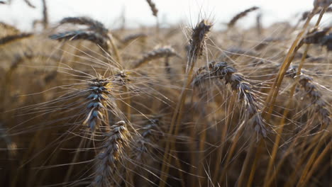 Closeup-detailed-view-of-wheat-spikelets-in-farm-land,-agribusiness-concept