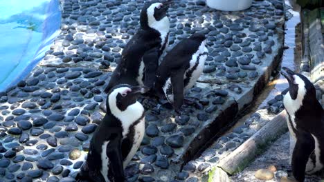 Penguins-in-Aquarium