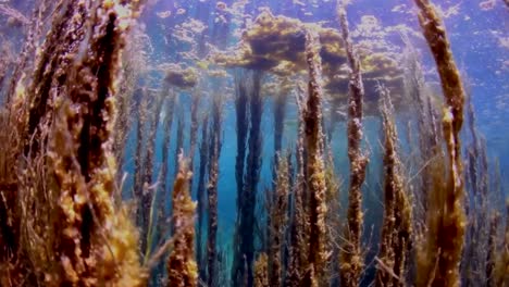 Algae-Growth-in-Crystal-Blue-Ocean,-Underwater-view-of-the-aquatic-plants-blooming-in-clear-water.