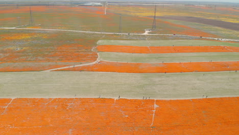 Ein-Feld-Mit-Wunderschönen-Wilden-Orangefarbenen-Mohnblumen-In-Kalifornien,-USA