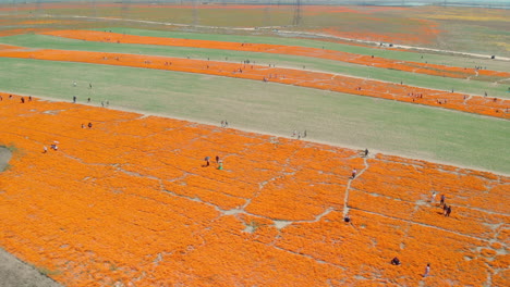 Orangefarbene-Mohnblumen-Entlang-Des-Wanderwegs-In-Kalifornien