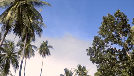 Birds-eye-view-shot-of-coconut-trees