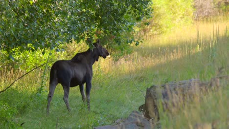 Mom-Moose-on-the-side-of-the-road-gets-spooked-as-a-car-passes-in-Island-Park,-Idaho,-USA
