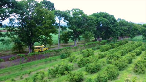 Drone-shot-of-a-school-bus-passing-trees