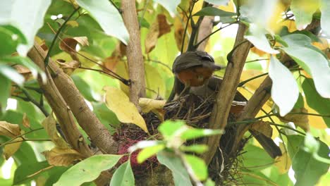 Couple-of-Red-bellied-Thrush--feeding-chicks-with-earthworms