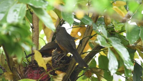 Pair-of-Red-bellied-thrushes-feeding-chicks-in-the-nest-in-the-rain